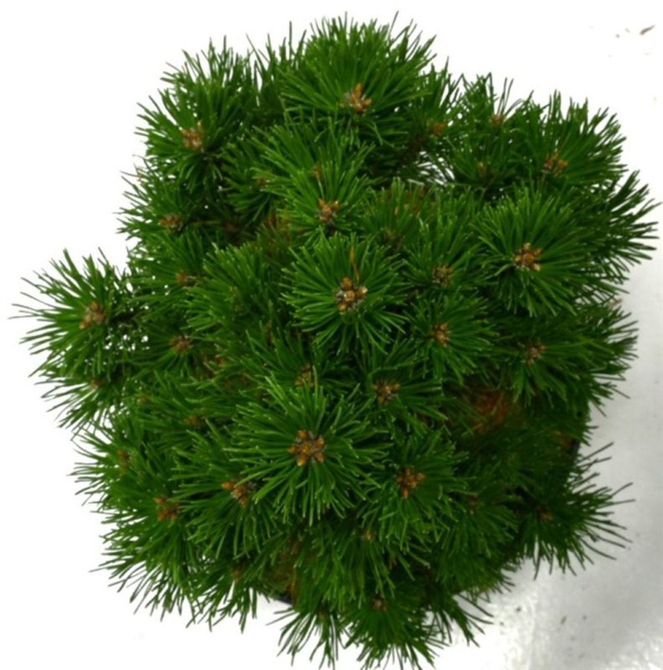 Pinus mugo 'Allgäu' - C5 30-35 CM